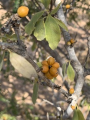 Coptosperma zygoon
