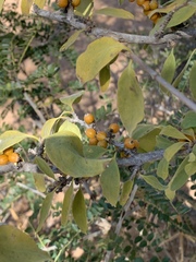 Coptosperma zygoon