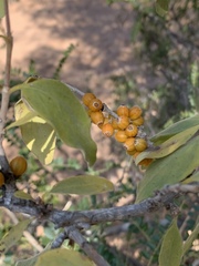Coptosperma zygoon