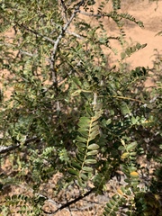 Zanthoxylum humile