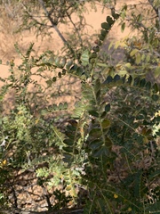 Zanthoxylum humile