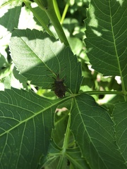 Coreus marginatus
