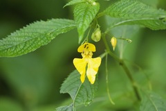 Impatiens falcifer