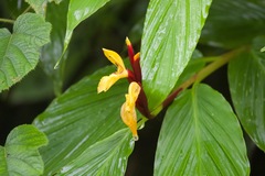 Cautleya spicata