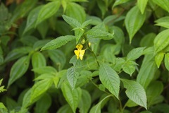 Impatiens falcifer