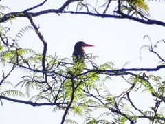 Halcyon cyanoventris