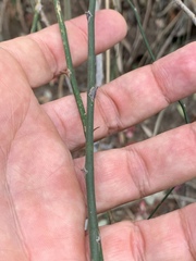 Asparagus divaricatus