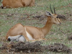 Gazella bennettii