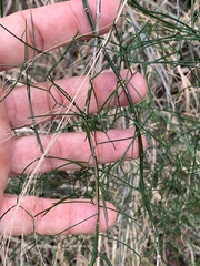 Asparagus divaricatus