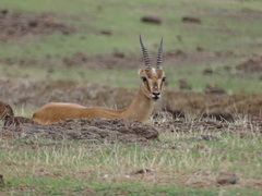 Gazella bennettii
