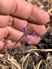 Syncolostemon canescens