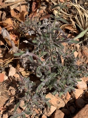 Syncolostemon canescens