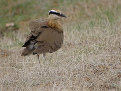 Cursorius coromandelicus