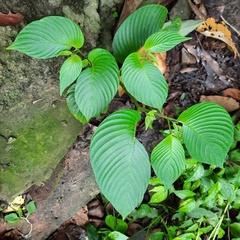 Henckelia anachoreta