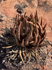Aloe aculeata
