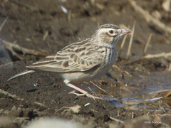 Alaudala somalica athensis