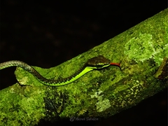 Dendrelaphis formosus