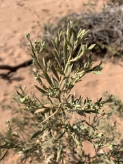 Pechuel-loeschea leubnitziae