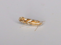 Phyllonorycter propinquinella