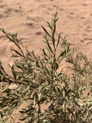 Pechuel-loeschea leubnitziae