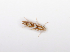 Phyllonorycter propinquinella