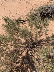 Pechuel-loeschea leubnitziae