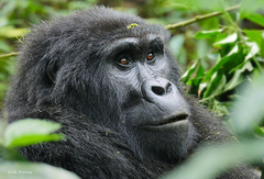 Eastern Gorilla photo 4