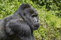 Eastern Gorilla photo 5