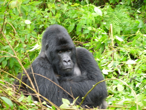Eastern Gorilla