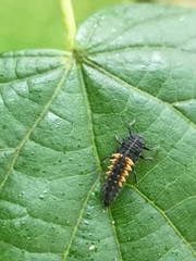 Harmonia axyridis