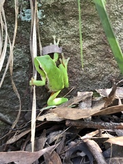 Ranoidea phyllochroa