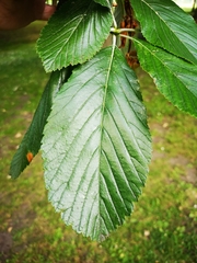 Aria edulis