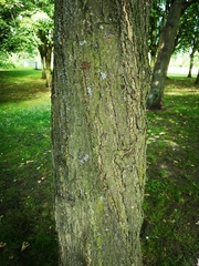 Aria edulis