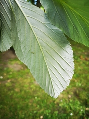 Aria edulis