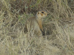Spermophilus major