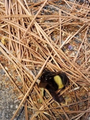 Bombus crotchii