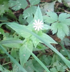 Stellaria aquatica