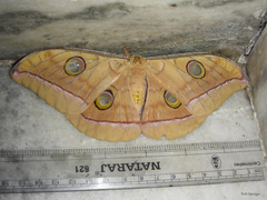 Lepidoptera