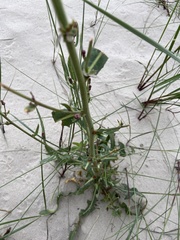 Lactuca tatarica