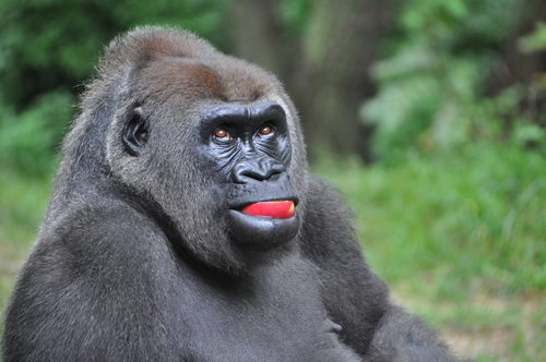 Western Gorilla, photo 7 of 9
