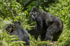 Western Gorilla photo 2