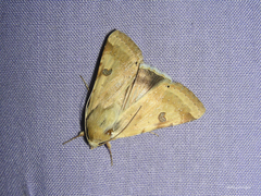 Heliothis peltigera