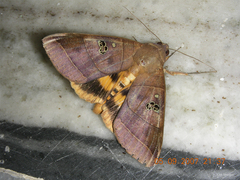 Thyas coronata