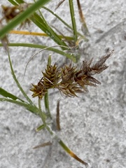 Carex arenaria