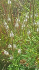 Veronicastrum