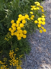 Tanacetum vulgare