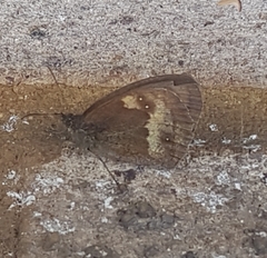 Pyronia tithonus