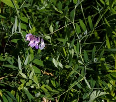 Lathyrus palustris pilosus