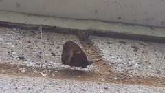 Pyronia tithonus