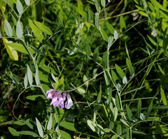 Lathyrus palustris pilosus